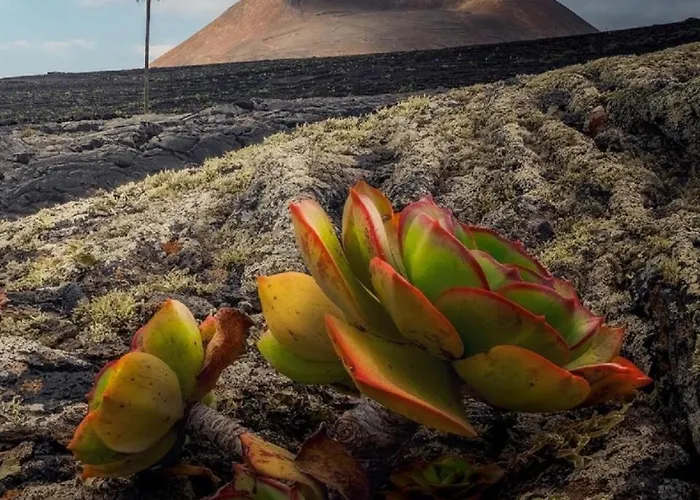 Villa Lanzarote Casa Volcanica-anclada Sobre La Lava Del Volcan Montana Blanca